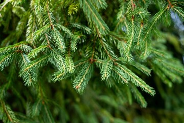 close up of pine needles