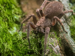Closeup of a wolf spider on a tree bark in a rainforest, Tropical Ceylon 
