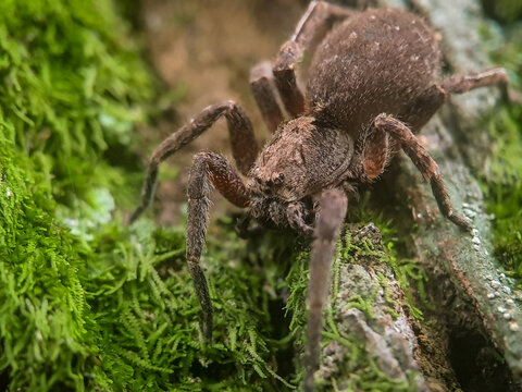 Closeup of a wolf spider on a tree bark in a rainforest, Tropical Ceylon 