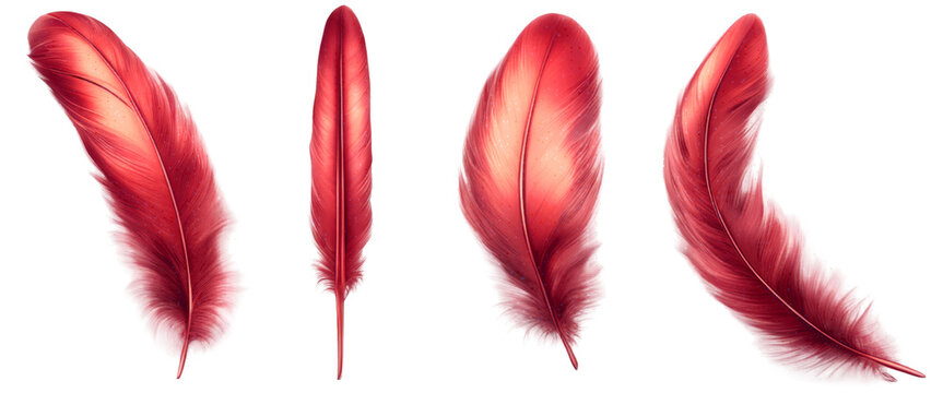 Set of red feathers with varying shapes and textures isolate on transparent background, cutout, png