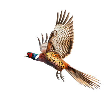 recommend clip art: Pheasant bird fly full body isolate on transparency background PNG