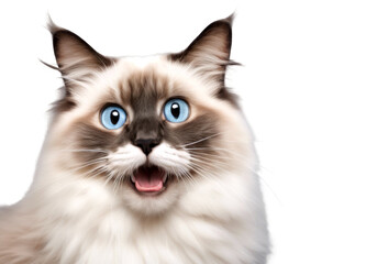 Close-up of a surprised Ragdoll cat with striking blue eyes and fluffy fur