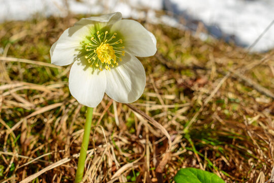 Fresh white Hellebore blooming on sunny day