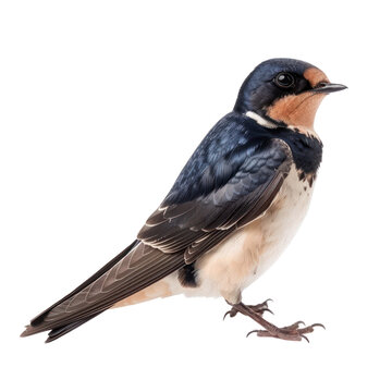recommend clip art: Swallow bird front view full body isolate on transparency background PNG