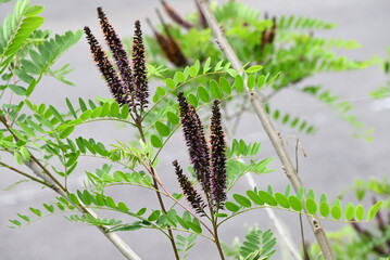 Amorpha fruitcosa (false indigo) flowers.  Fabaceae deciduous shrub. It produces black-purple spikes from April to July.  It is used for slope greening because its roots have strong fixation power.