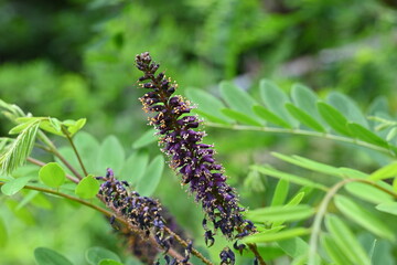 Amorpha fruitcosa (false indigo) flowers.  Fabaceae deciduous shrub. It produces black-purple spikes from April to July.  It is used for slope greening because its roots have strong fixation power.