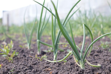 Green onions in the garden. Vitamins. Harvest. Close-up. Selective focus. Copyspace