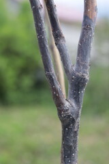 The trunk of a young pear seedling. Turned black and froze due to frost. Tree diseases. Close-up. Selective focus. Copyspace
