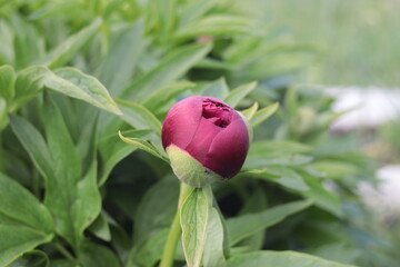 Peony. The red bud is blooming. On a blurred green background. Close-up. Selective focus. Copyspace