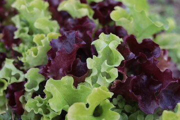 Lettuce leaves. Green and burgundy. Vitamins from the garden. On a blurred green background. Close-up. Selective focus. Copyspace