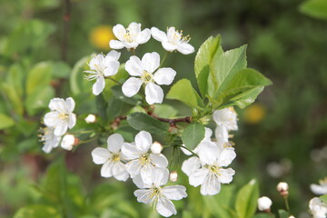 Cherry. Flowering on a bush. On a blurred green background. Close-up. Selective focus. Copyspace