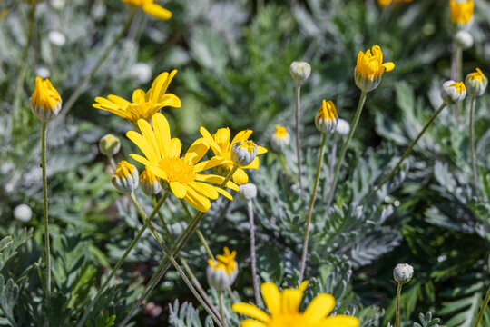 A yellow-petaled euryops flower found in a flower bed. Yellow Bush Daisy, Golden Shrub Daisy,  Euryops pectinatus