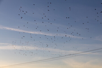 birds flying in the sky