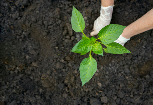 Hands of woman planting pepper sapling in garden
