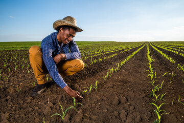 African farmer is examining corn crops in the field.
