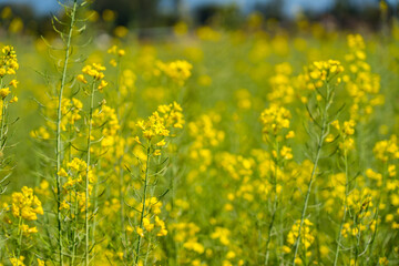 Yellow Mustard Field Farm with Mustard Flowers Farming for  Rapeseed Oil