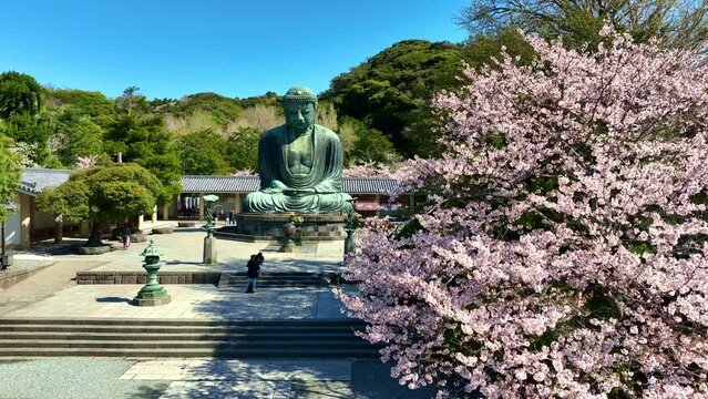 Great Buddha statue in Kamakura, Japan, drone view of Japanese Giant Buddha in springtime with sakura in bloom, a large statue of Buddha with cherry tree in bloom