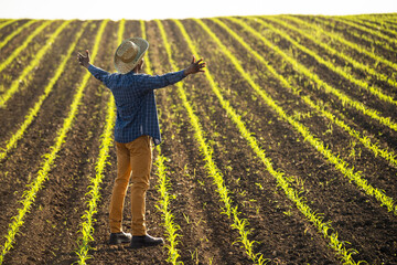African farmer is standing in his growing corn field. He is satisfied with progress of plants.