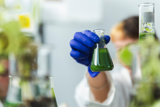 Scientist checking samples of spirulina algae in flask at laboratory