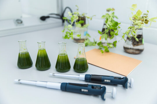 Erlenmeyer flasks with samples of pea plants and spirulina algae solutions by pipettes in laboratory