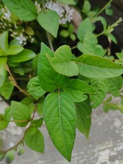 green leaves in the garden
