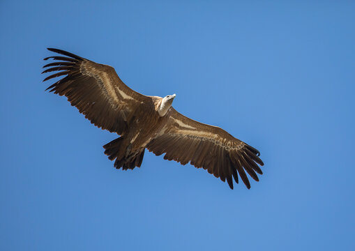 Eurasian griffon vulture (Gyps fulvus) flying against clear blue sky