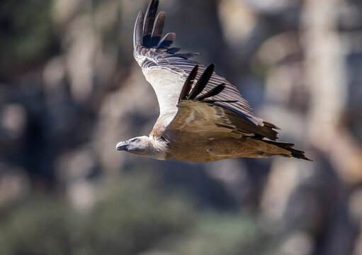 Eurasian griffon vulture(Gypsfulvus)in flight