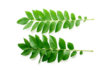 Fresh organic curry leaves ( Murraya koenigii ) isolated on white background, Fresh green curry...