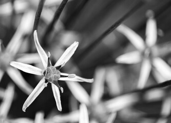 Close-up of blossom of Allium Albopilosum Christophii (Persian onion or star of Persia), black and white