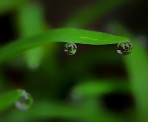 Water droplets sticking to the grass. Water droplets stick to green grass 