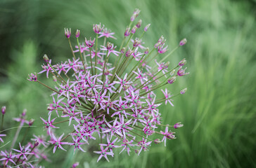 Close-up of blossom of Allium Albopilosum Christophii (Persian onion or star of Persia)