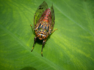 The image shows a cicada on a green leaf. The cicada has a reddish-brown body with transparent wings that have dark markings. The background consists of a bright green leaf, providing a clear contrast