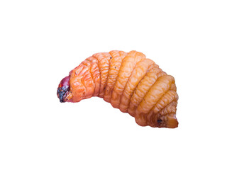 Rhynchophorus ferrugineus, Red Palm Weevil 