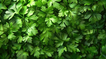 Fototapeta premium Background of fresh parsley image