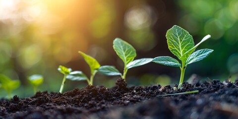 Nourishing soil with developing seedling outdoors close-up.