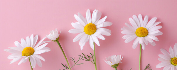 White daisies on pink background