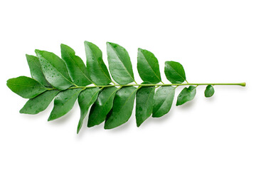 Fresh organic curry leaves ( Murraya koenigii ) isolated on white background, Fresh green curry...