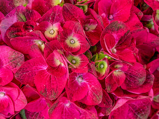 Purple Hortensia flowers top view closeup. Natural, colorful pattern.