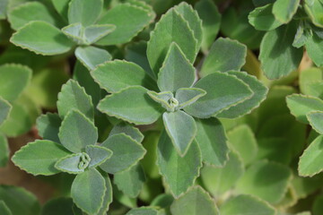  leaves of Coleus caninus, also known as Plectranthus caninus. It is a herb from the mint family...