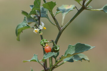 Solanum villosum or woolly nightshade, is a sprawling annual weed 