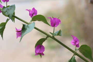 pink bougainvillea flowers in spring