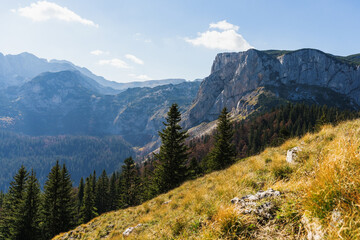 Mountain views. A sunny day. Green coniferous trees