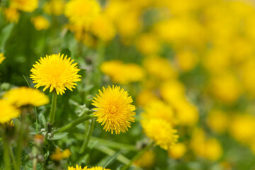 Yellow dandelions in a meadow on a sunny day