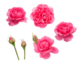 Rose flowers isolated on white background