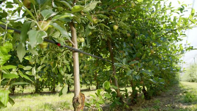 Water dripping from a hose tied to young green apple trees to water plants