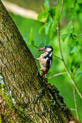 A great spotted woodpecker in the forest