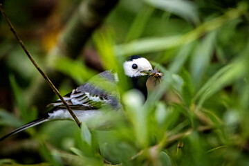 A white wagtail in the hedges 