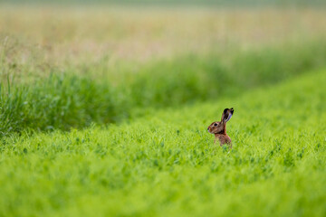 A European Hare in the wild