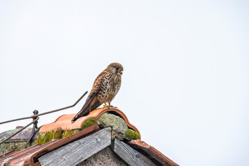 A kestrel in the wild