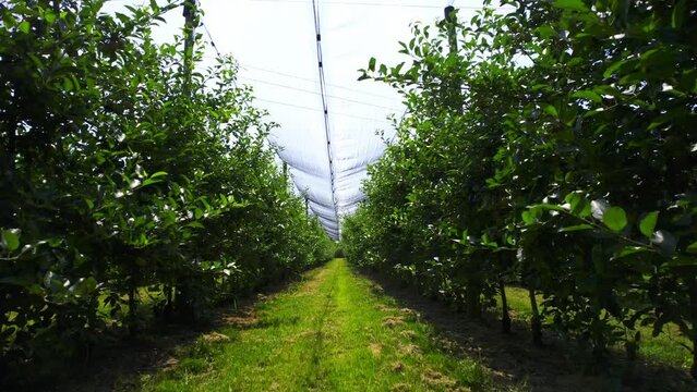 Drone flight between two rows of trees in green apple orchard